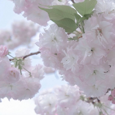 Furry二次元插画创作技巧福瑞交流群